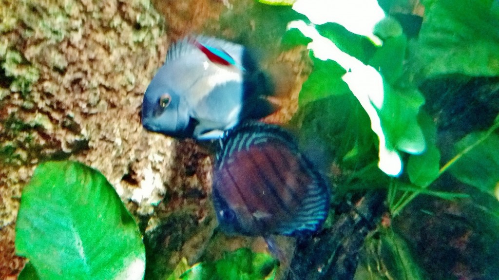 Foto: Acuario - Zaragoza (Aragón), España