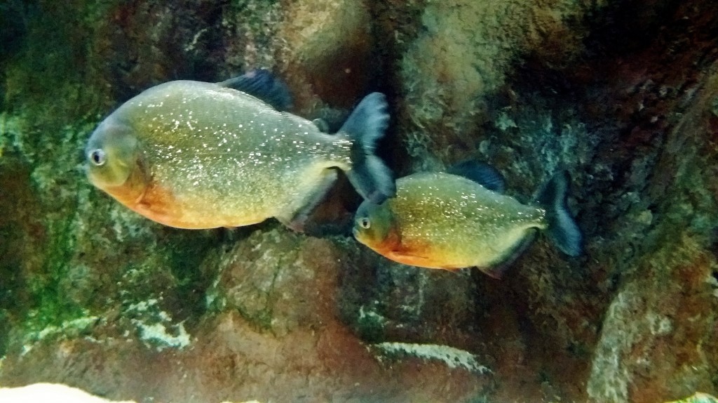Foto: Acuario - Zaragoza (Aragón), España