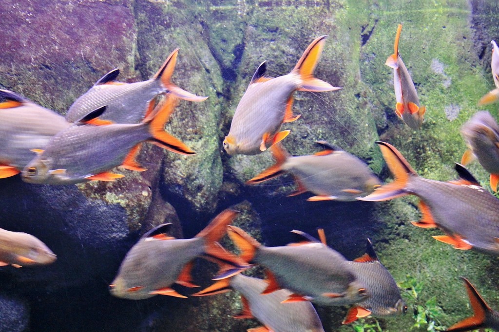 Foto: Acuario - Zaragoza (Aragón), España