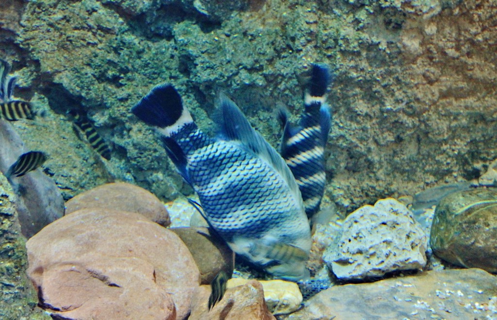 Foto: Acuario - Zaragoza (Aragón), España