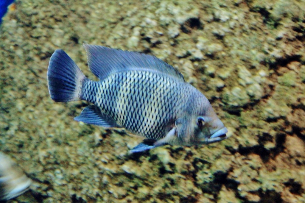 Foto: Acuario - Zaragoza (Aragón), España