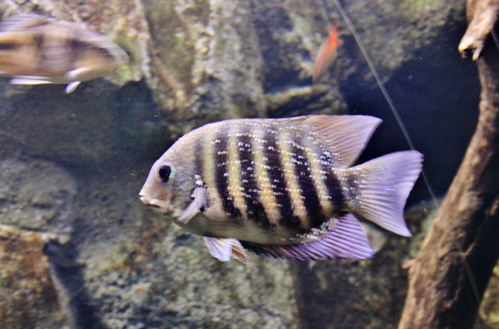 Foto: Acuario - Zaragoza (Aragón), España
