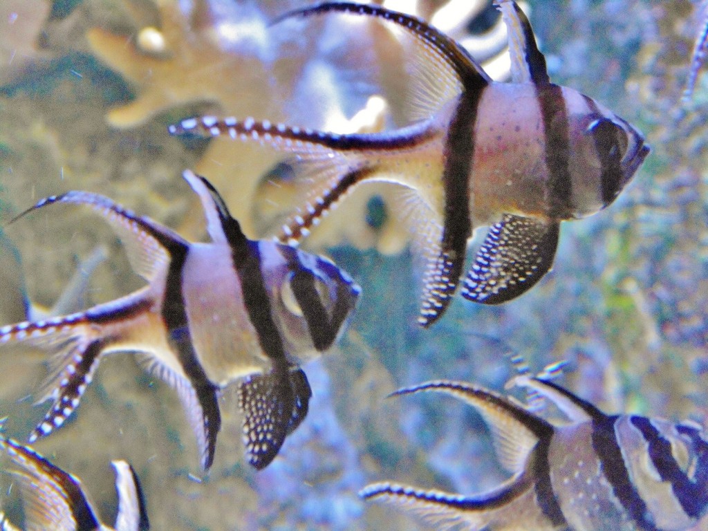 Foto: Acuario - Zaragoza (Aragón), España