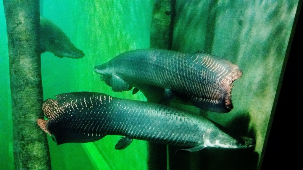 Foto: Acuario - Zaragoza (Aragón), España