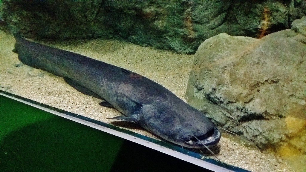 Foto: Acuario - Zaragoza (Aragón), España