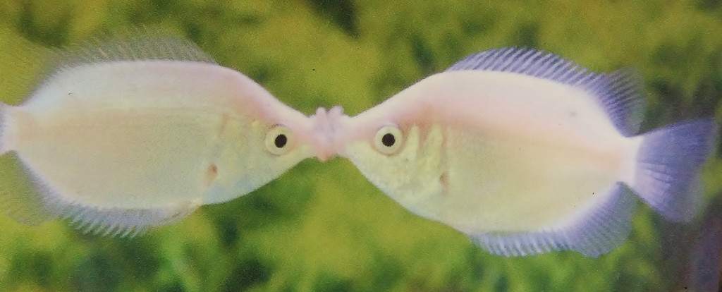 Foto: Acuario - Zaragoza (Aragón), España