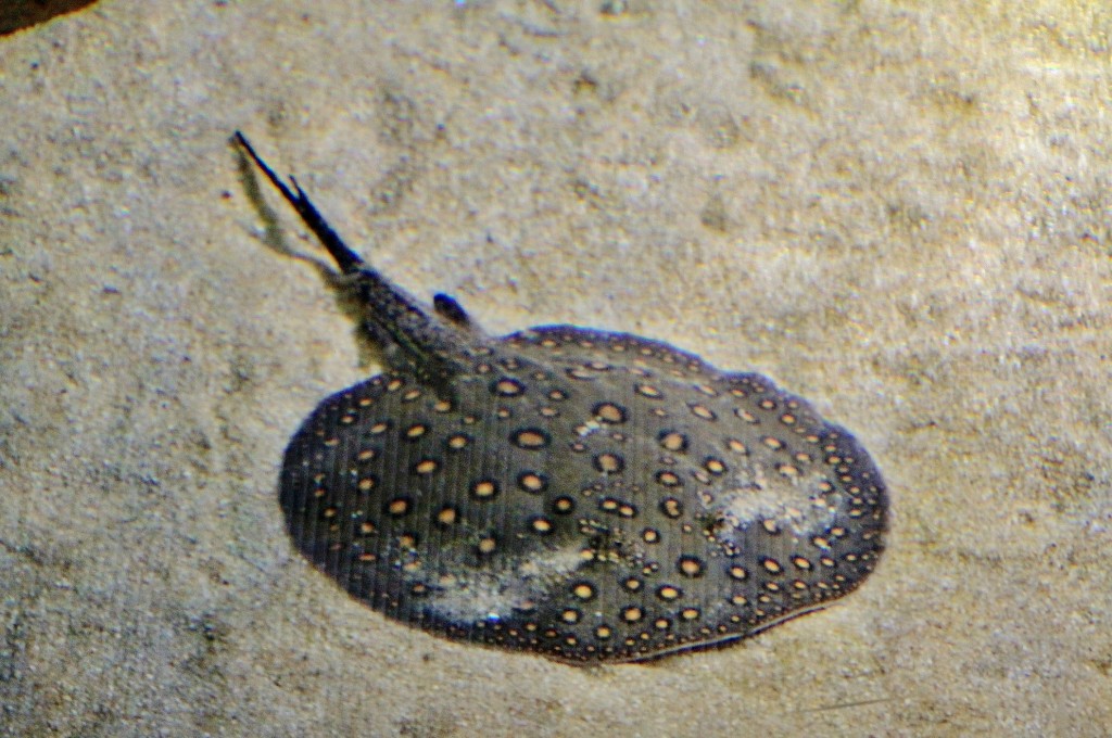 Foto: Acuario - Zaragoza (Aragón), España