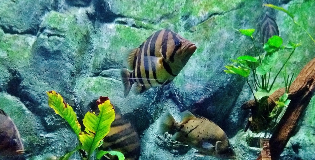 Foto: Acuario - Zaragoza (Aragón), España