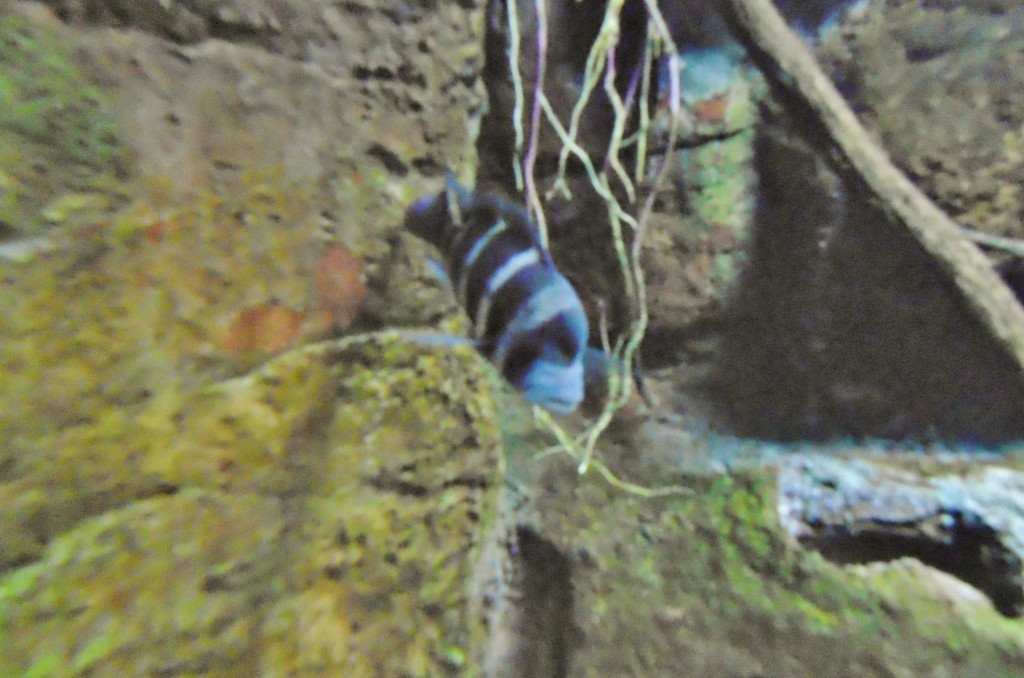 Foto: Acuario - Zaragoza (Aragón), España