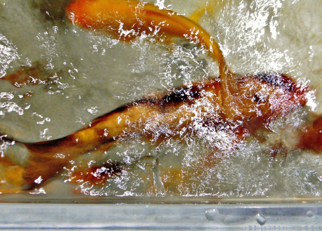 Foto: Acuario - Zaragoza (Aragón), España