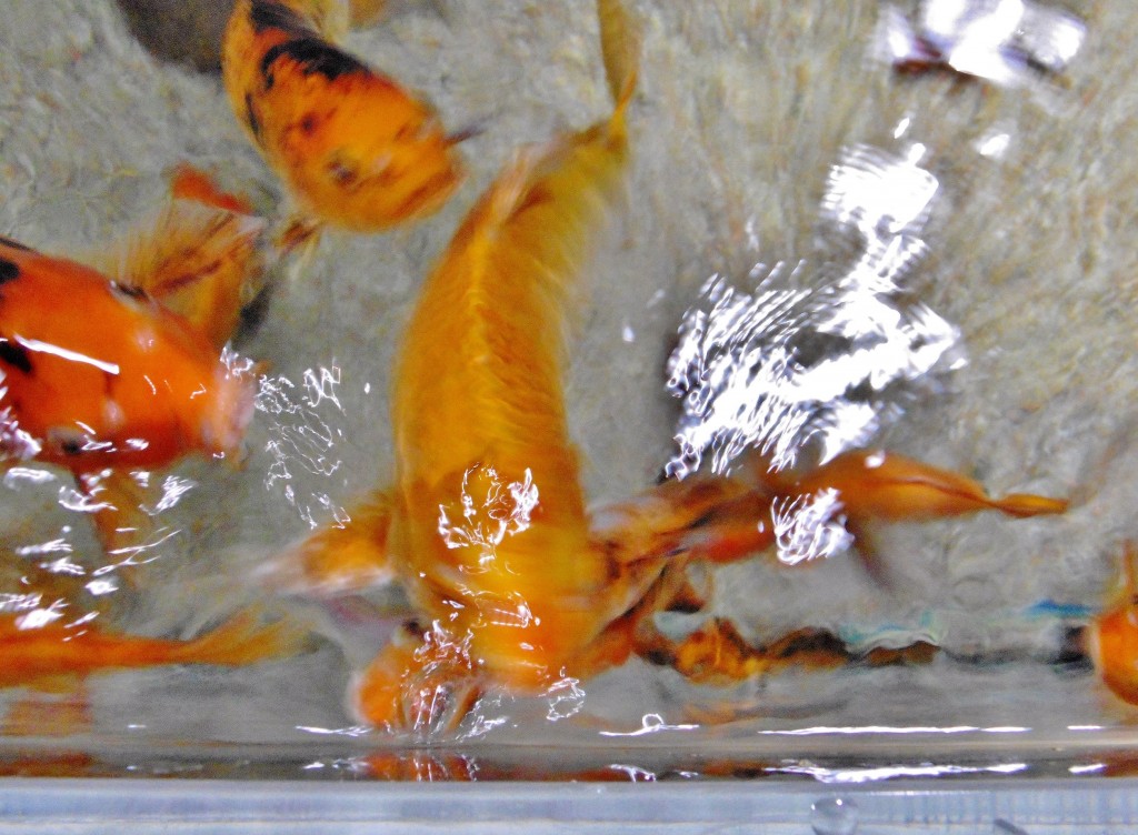 Foto: Acuario - Zaragoza (Aragón), España