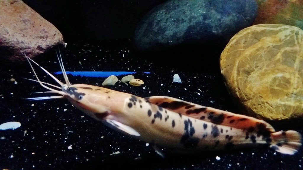 Foto: Acuario - Zaragoza (Aragón), España