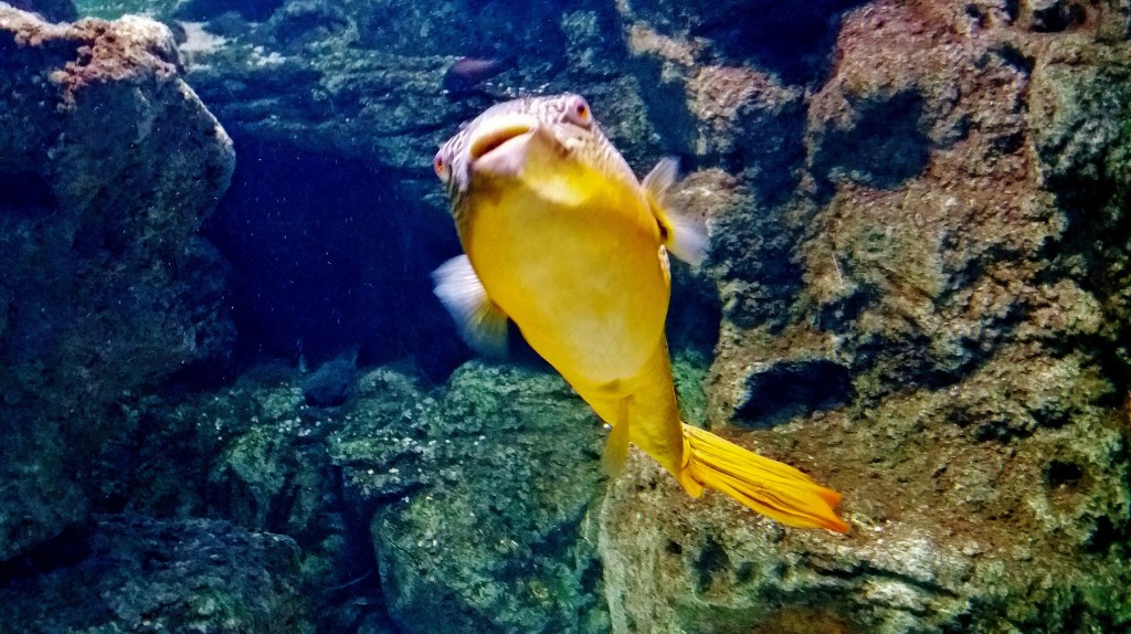Foto: Acuario - Zaragoza (Aragón), España
