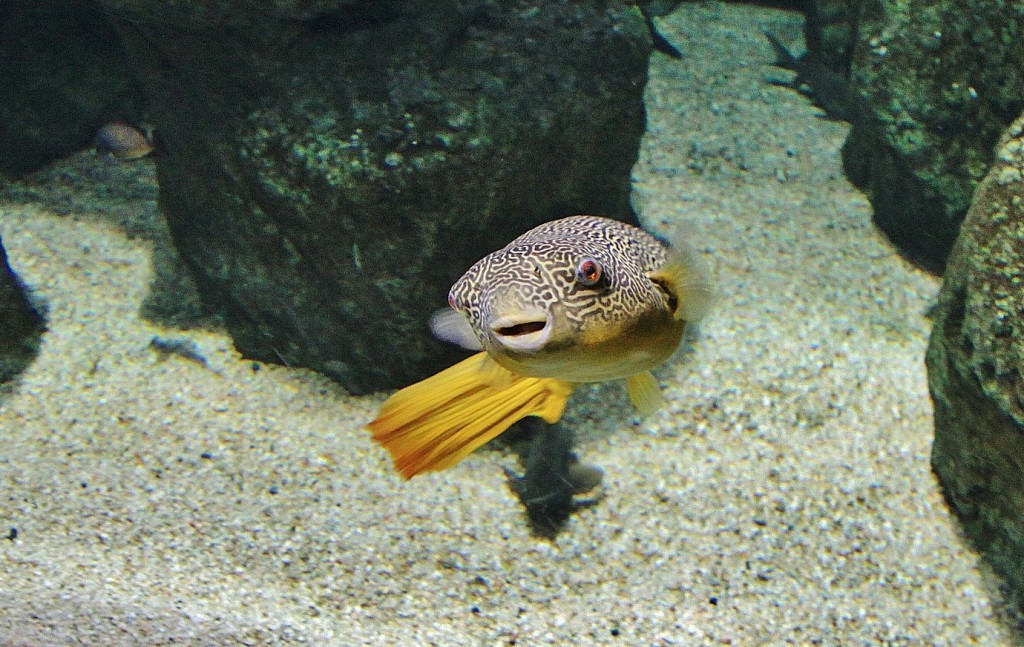 Foto: Acuario - Zaragoza (Aragón), España