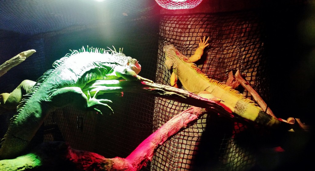 Foto: Acuario - Zaragoza (Aragón), España