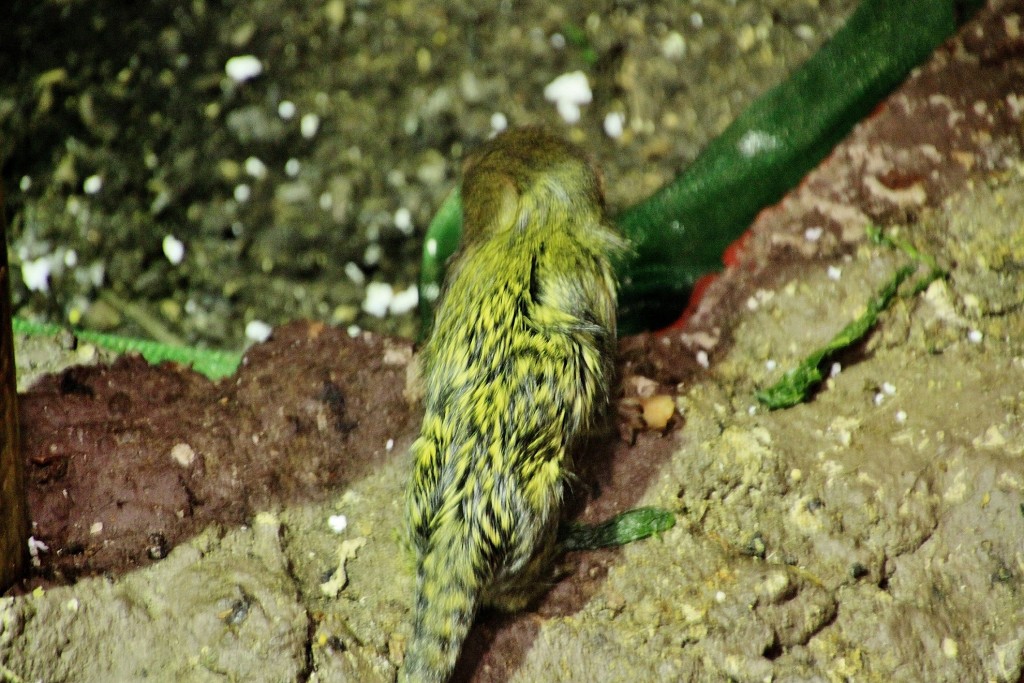 Foto: Acuario - Zaragoza (Aragón), España