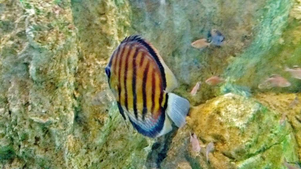 Foto: Acuario - Zaragoza (Aragón), España