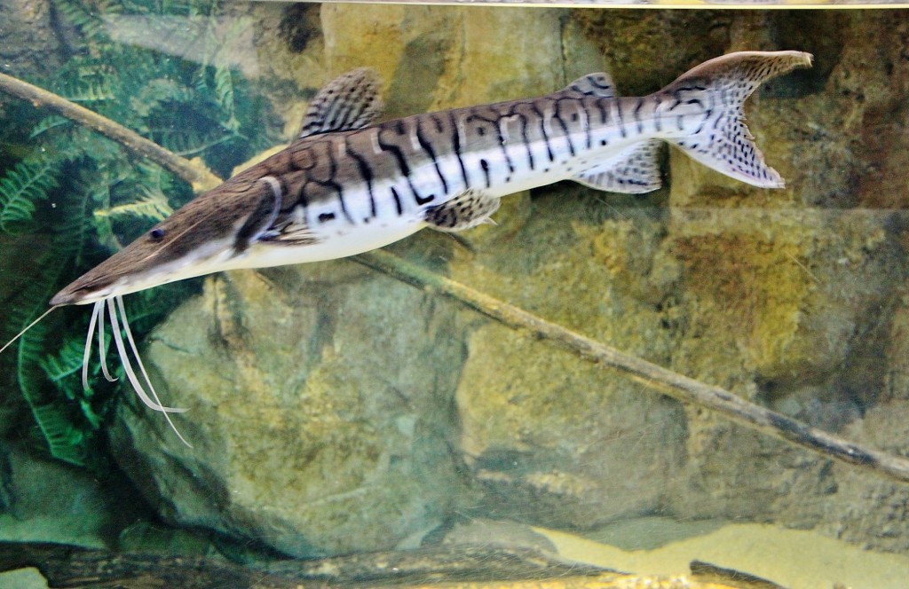 Foto: Acuario - Zaragoza (Aragón), España