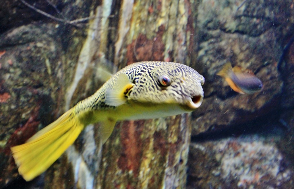 Foto: Acuario - Zaragoza (Aragón), España