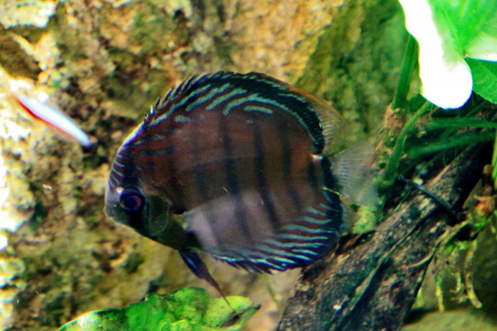 Foto: Acuario - Zaragoza (Aragón), España