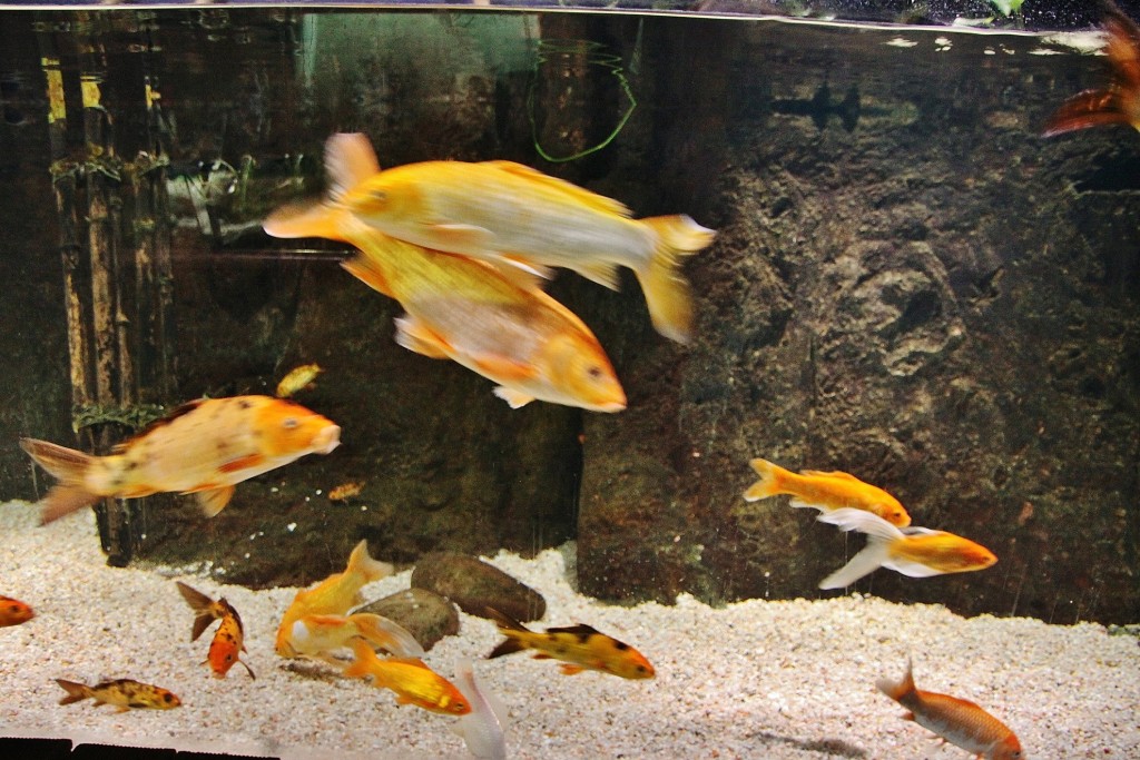 Foto: Acuario - Zaragoza (Aragón), España