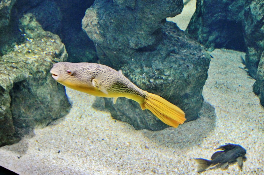 Foto: Acuario - Zaragoza (Aragón), España