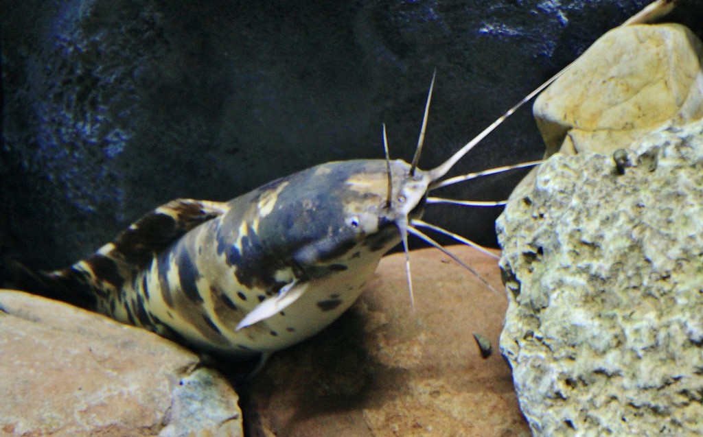 Foto: Acuario - Zaragoza (Aragón), España