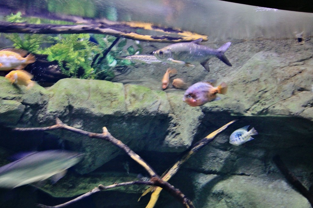 Foto: Acuario - Zaragoza (Aragón), España