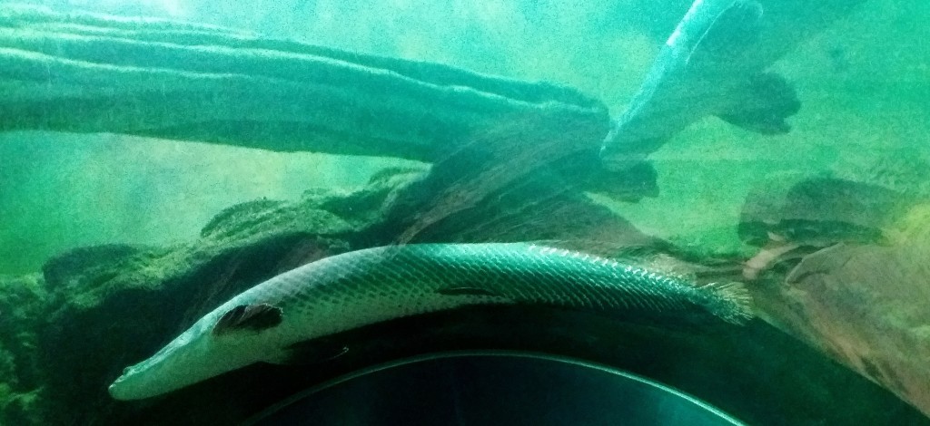 Foto: Acuario - Zaragoza (Aragón), España