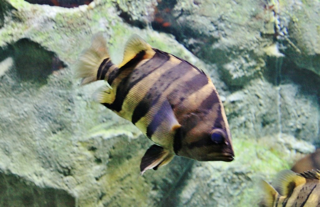 Foto: Acuario - Zaragoza (Aragón), España