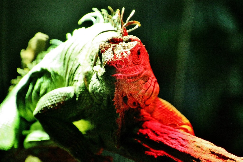 Foto: Acuario - Zaragoza (Aragón), España