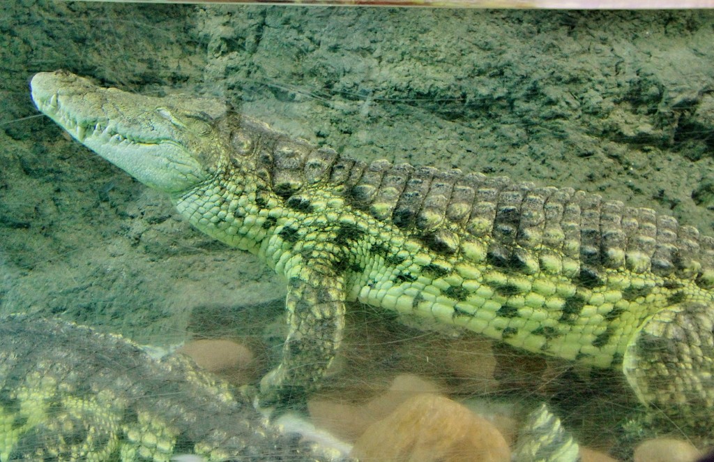 Foto: Acuario - Zaragoza (Aragón), España