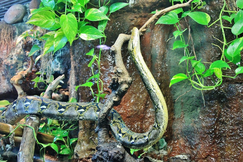 Foto: Acuario - Zaragoza (Aragón), España