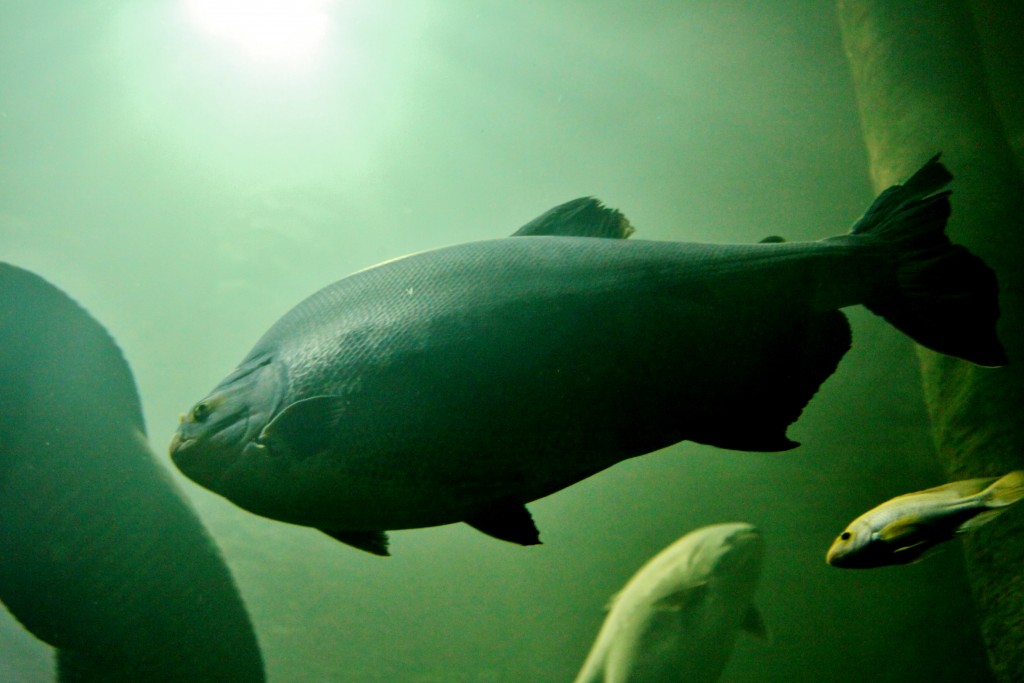 Foto: Acuario - Zaragoza (Aragón), España