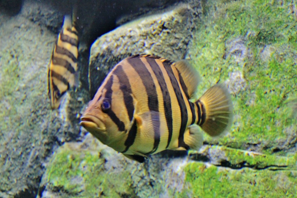 Foto: Acuario - Zaragoza (Aragón), España