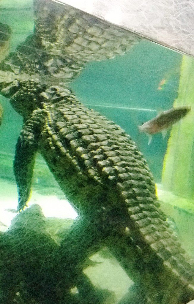 Foto: Acuario - Zaragoza (Aragón), España