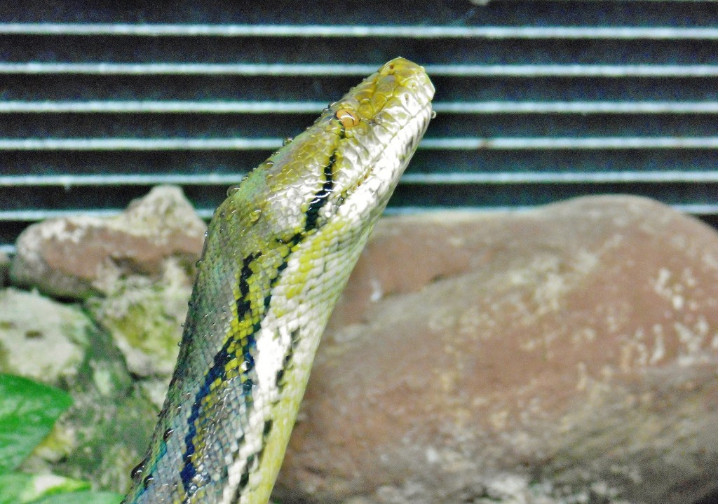 Foto: Acuario - Zaragoza (Aragón), España