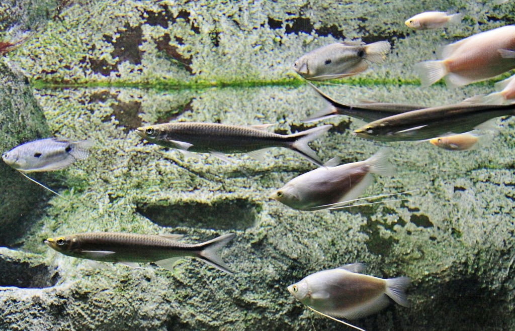 Foto: Acuario - Zaragoza (Aragón), España