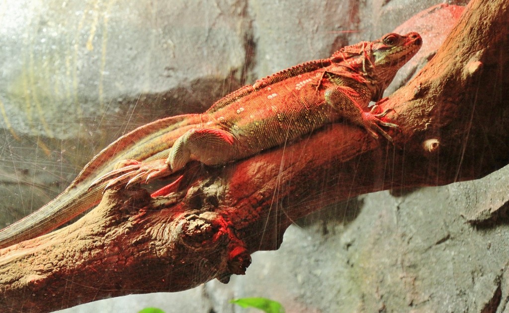 Foto: Acuario - Zaragoza (Aragón), España