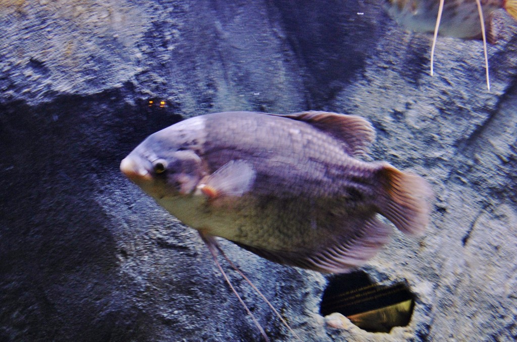 Foto: Acuario - Zaragoza (Aragón), España