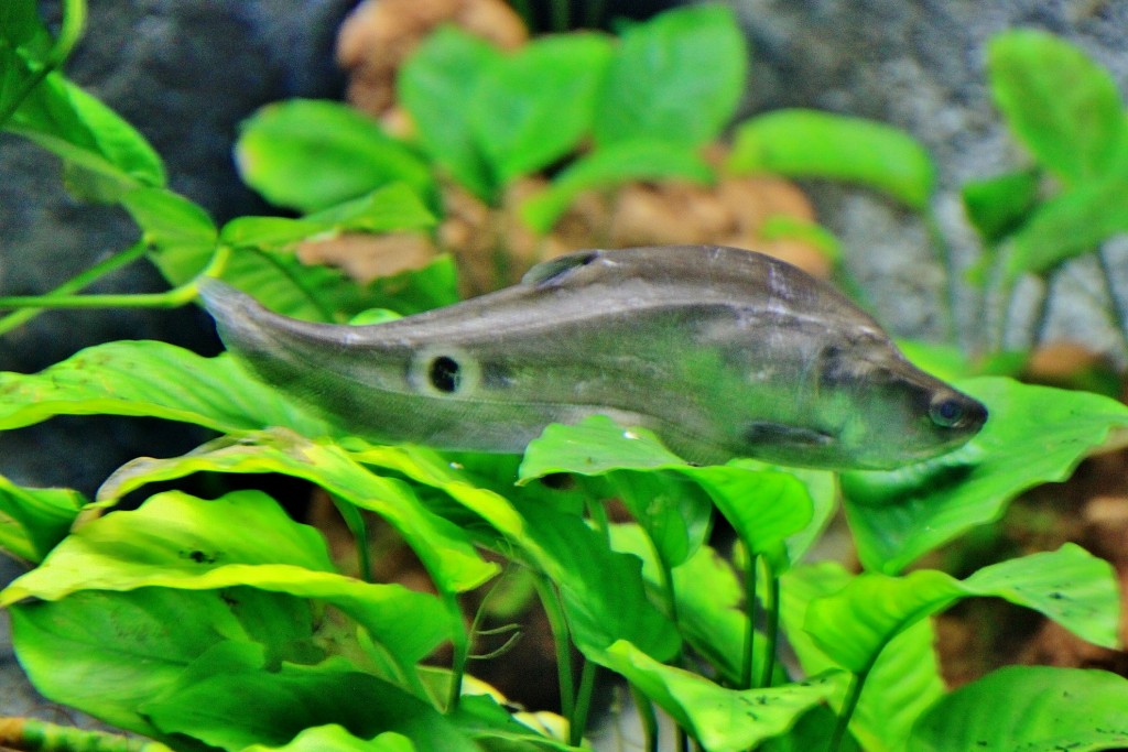 Foto: Acuario - Zaragoza (Aragón), España