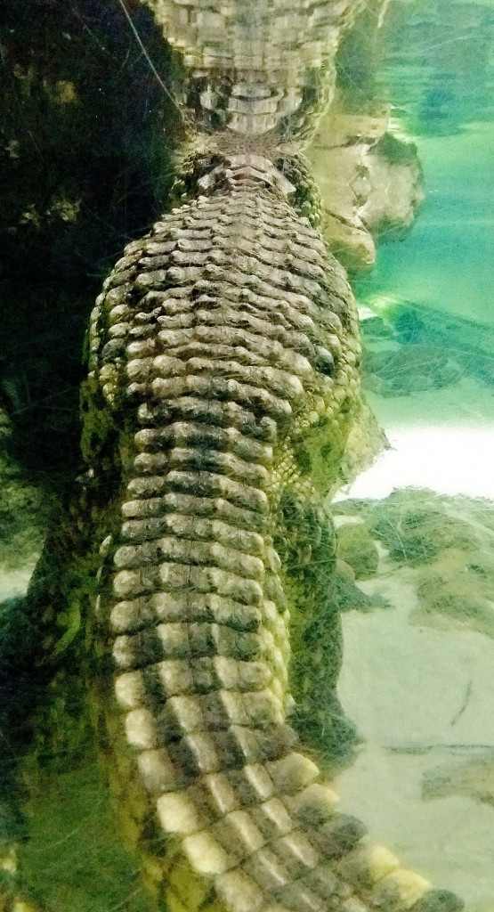 Foto: Acuario - Zaragoza (Aragón), España