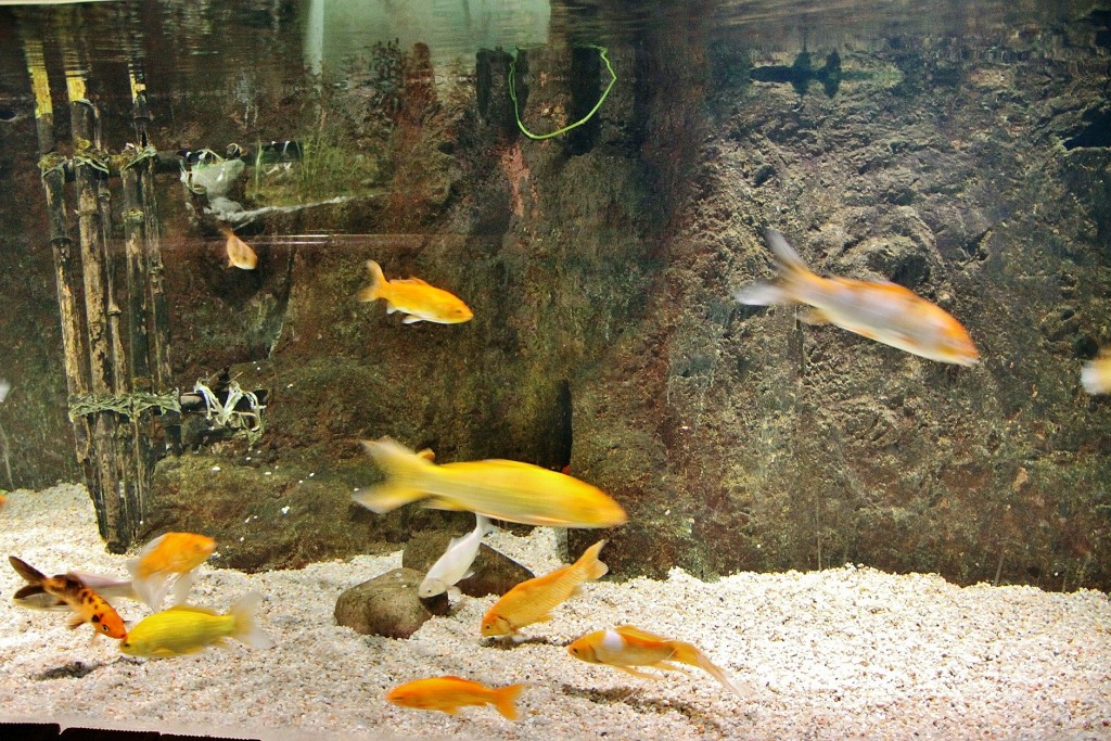 Foto: Acuario - Zaragoza (Aragón), España