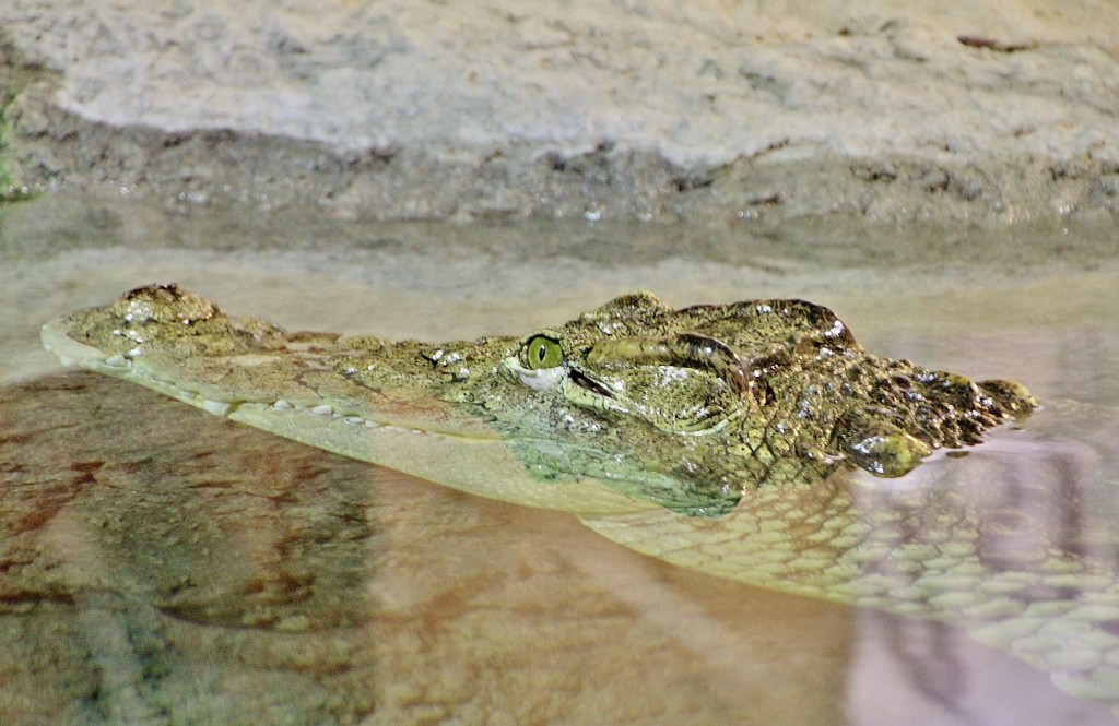 Foto: Acuario - Zaragoza (Aragón), España