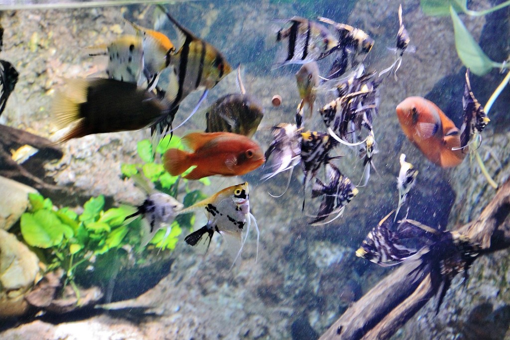 Foto: Acuario - Zaragoza (Aragón), España