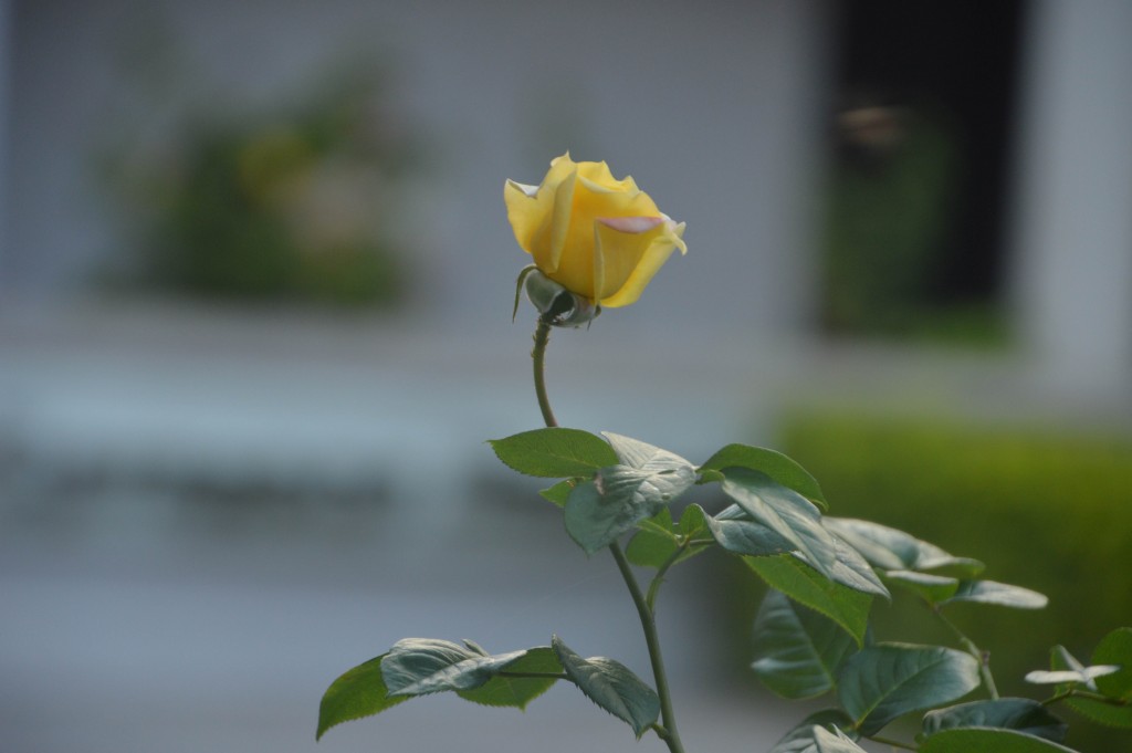 Foto de Alajuela, Costa Rica