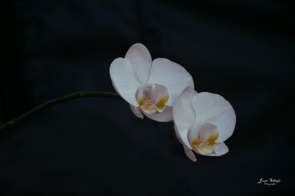 Foto de Alajuela, Costa Rica