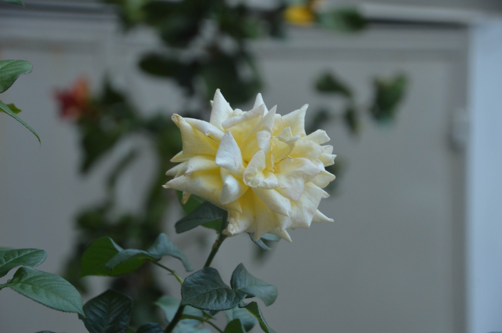 Foto: Rosa - Alajuela, Costa Rica