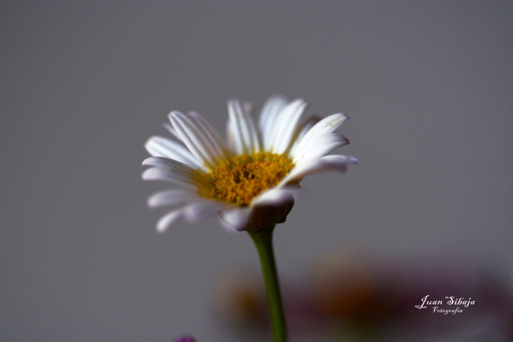 Foto de Alajuela, Costa Rica