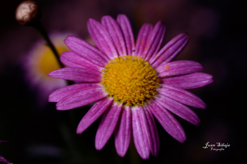 Foto de Alajuela, Costa Rica